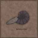 Ammonite Drawing by Magic Quill