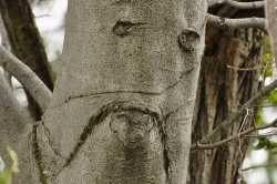 sad tree
