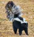 image_7435e-Skunk