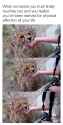 affection_starved_cheetah