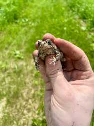 toad