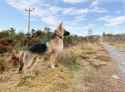 housewolf