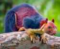 malabar painted squirrel