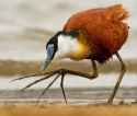 jacana