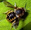 Anthidium_manicatum_male