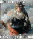 Hitman_monkey