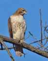 red tailed hawk