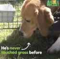 never touched grass before