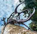 Chalcosoma