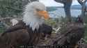 eagle 36