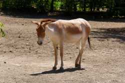 persian onager donkey