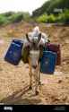 jerry mule