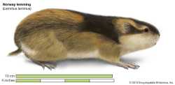 Norway-lemming