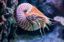 chambered-nautilus-tr14-179