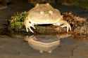 budgetts-frog-lepidobatrachus-asper-13948985.jpg