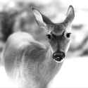 0174 Doe face