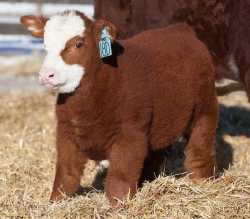lesser cattle
