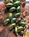 emerald-roach-pseudoglomeris-magnifica-415906