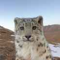 snep