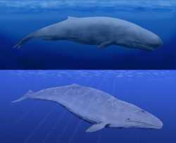 Brygmophyseter &amp; Cetotherium