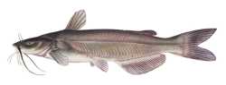 catfish