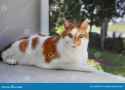 orange-white-cat-sitting-window