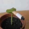 my-fly-trap-is-depressed-smoking-cigarettes-and-saying-it-v0-ig9bf3zrpbfc1
