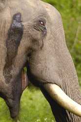 2005-tusker-musth-crop
