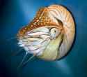 Nautilus-pompilius_1