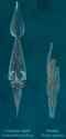 squid