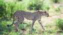 in-cheetah_4