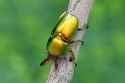 Lamprima.aurata