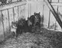 Thylacine_cubs