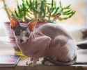 SphynxCat