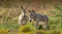 animals_hero_somali_wild_ass