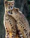 cheetah_nuzzle