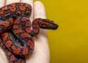 brazilianrainbowboa