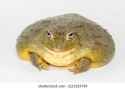 african-bullfrog-on-white-background-260nw-2119219739