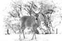 1600 MadisonDeer