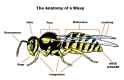 wasp