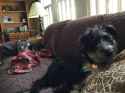 dogs who need to be kicked so they don&#039;t think they are alphas