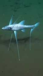 tripod fish