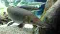 alligator-gar-1536x864