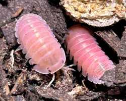 cherry-blossom-isopod-cubaris-sp-cherry-blossom-496530