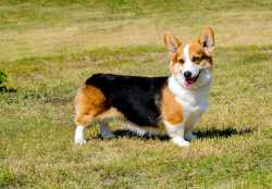 Cardigan-Welsh-Corgi-Adult-1