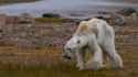 polar bear want some soiseal