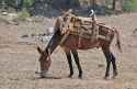 mule with the sticks