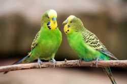 parakeet