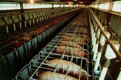 rows-of-pigs-on-a-factory-style-pig-farm-peter-menzelscience-photo-library