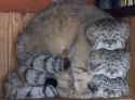 a stacks of cat threesome